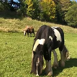 Familie Schauerte